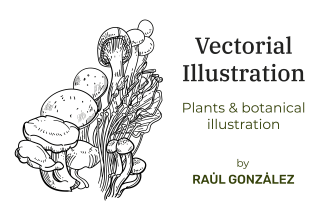 make vector illustrations of plants, fruits and botany