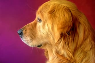 draw pet, dog, cat or any animal portraits into realistic digital oil paint