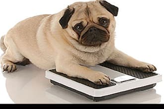 create a custom weight loss plan for your dog