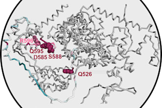 prepare a protein heatmap or structure using pymol or chimera