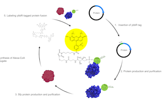 do scientific illustrations for your paper or presentation