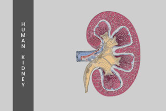 make medical illustrations and anatomy diagrams