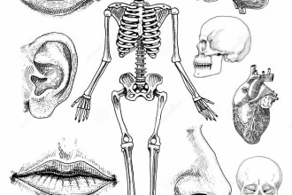 provide quality research in human biology and anatomy