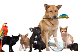 do pure pet and animal guest post on high da dofollow site