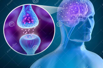 help out in biomechanics neuroanatomy kinesiology radiology