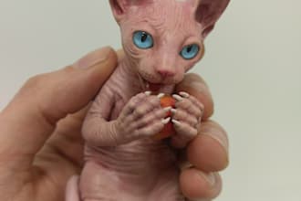 3d sculptor,3d designer,3d artist