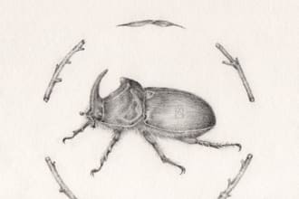 create a pencil illustration of an insect or an animal