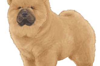 draw animal or pet illustration in my cartoon style