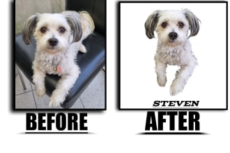 draw your cat,dog,or any pet into cartoon vector portrait