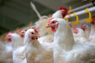 write broiler chicken poultry farming startup business plan