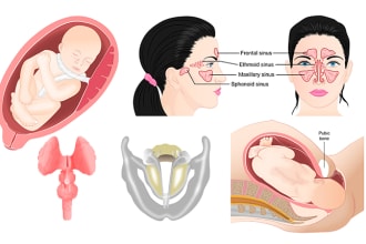 draw anatomy diagrams, biology diagrams, medical diagrams