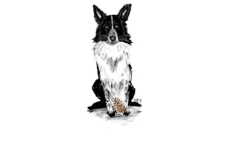 draw a portrait of your pet