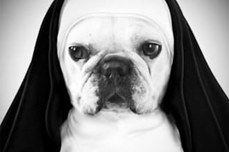give you the great pet PLR collection containing over 1,500 pet articles that you can post to your blog or website