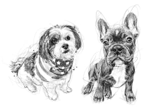 draw scribble sketches for cat dog or other pet