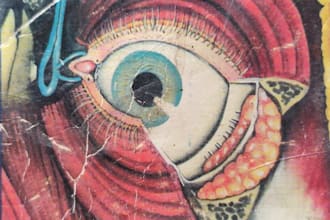 help in ocular anatomy physiology pathology pharmacology, biology