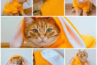 shoot pet product photography or video with my pet model, cat model
