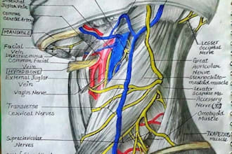 make professional medical illustrations, redraw figures, exercises