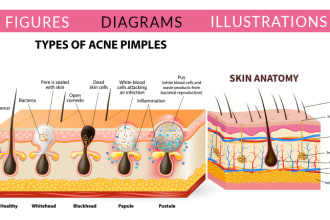 create scientific illustrations, redraw figures, work sheet, graphical abstract