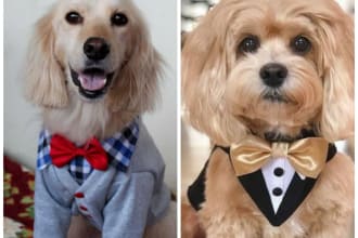 create a clothing pattern for your pet