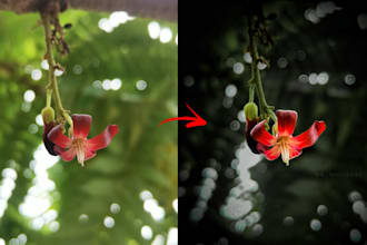 edit photos in batches in lightroom, professionally