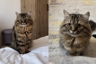 be your cat model