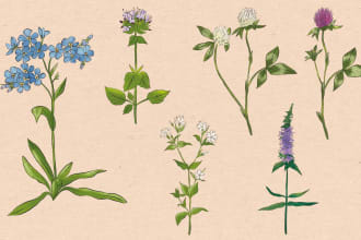 draw botanical illustration of plants and flowers