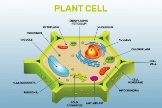 make medical, scientific illustration, figures, diagrams and graphical abstracts