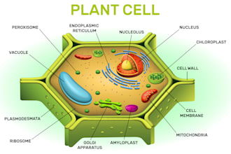 design scientific illustration, figures, diagrams and graphical abstracts