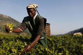 write articles related to agriculture and food security