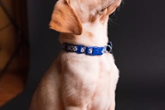 write a dog obedience school business plan for you