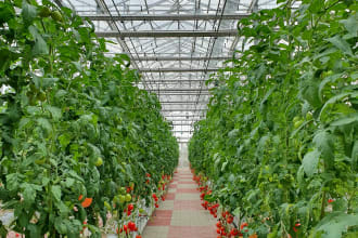write a greenhouse, vertical agriculture farming business plan