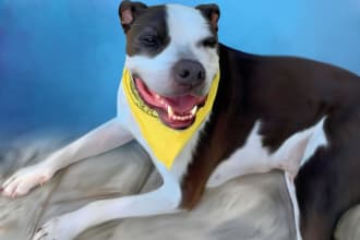 turn your dog, cat or any pet portrait into digital painting