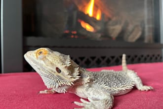 shoot product photography with a bearded dragon