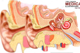 design anatomical, medical and scientific illustrations for you