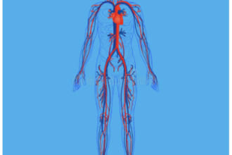 assist in anatomy and physiology