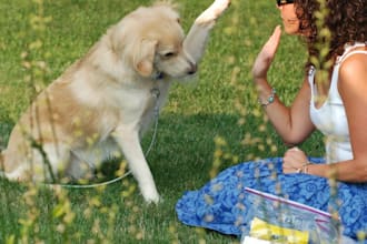 provide you effective dog training tips