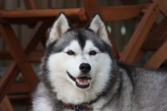 guest post your article on my pets related  blog