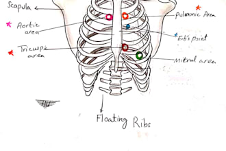 make anatomy arts and sketches for you