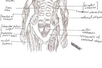 draw and sketch anatomy for you