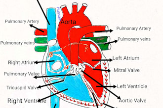provide you with the pencil drawings and sketches of anatomy