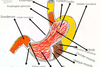make drawings and sketches of anatomy
