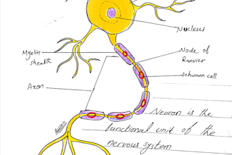 make anatomy drawings and sketches