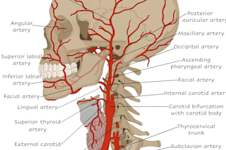 draw professional medical illustrations