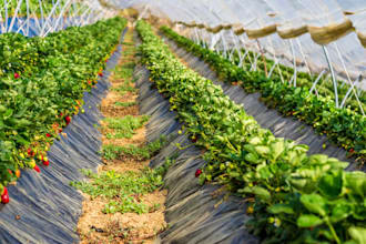 write investor ready fruits, vegetable farming business plan