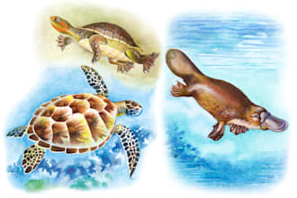 draw watercolor illustrations of animals, birds, and nature