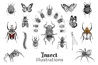 draw a scientifique illustration of insect or other animal