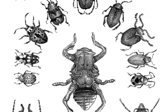draw a scientifique illustration of insect or other animal