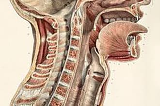 do your anatomy drawings for you