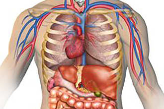 make anatomy illustration for you any style
