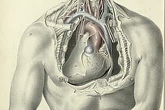 make anatomy and medical illustration for you